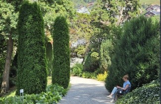 Afbeelding Westerse Levensboom 'Smaragd' - Thuja occidentalis 'Smaragd'