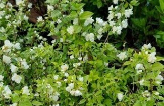 Afbeelding Boerenjasmijn 'Manteau d'Hermine' - Philadelphus 'Manteau d'Hermine'