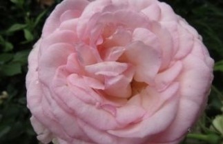 Afbeelding Roos 'Eden Rose' - Rosa 'Eden Rose'