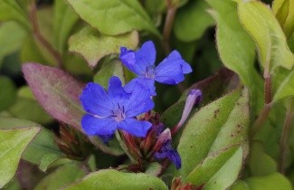 Afbeelding Loodkruid - Ceratostigma plumbaginoides