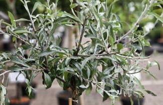 Afbeelding Wilgbladige peer - Pyrus salicifolia 'Pendula'