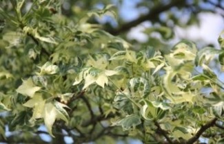 Afbeelding Bontbladige Amberboom - Liquidambar styraciflua 'Silver King'