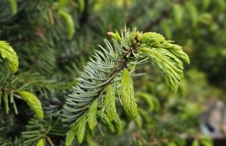 Afbeelding Servische Spar - Picea omorika