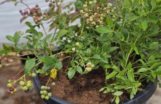 Afbeelding Blauwe bes 'Goldtraube 71' - Vaccinium corymbosum 'Goldtraube 71'
