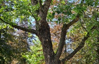 Afbeelding Zwarte Berk - Betula nigra