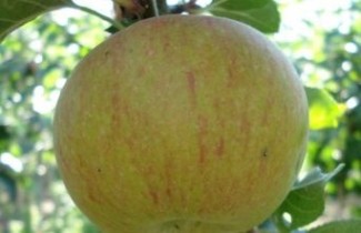 Afbeelding Appel 'Lena' - Malus domestica 'Lena'
