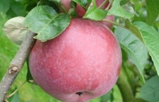 Afbeelding Appel, 'Lobo' - Malus domestica 'Lobo'