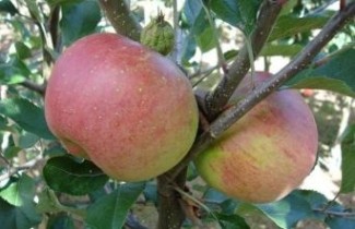 Afbeelding Appel 'Melrose' - Malus domestica 'Melrose'
