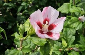 Afbeelding Altheastruik  'Hamabo' - Hibiscus syriacus 'Hamabo'