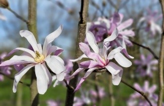 Afbeelding Magnolia 'Leonard Messel' - Magnolia loebneri 'Leonard Messel'