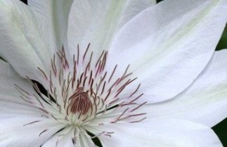 Afbeelding Bosrank 'Henryi' - Clematis 'Henryi'