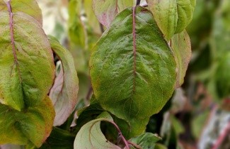 Afbeelding Veelbloemige kornoelje 'Cherokee Princess' - Cornus florida 'Cherokee Princess'