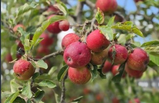 Afbeelding Appel 'Elstar' - Malus domestica 'Elstar'