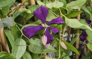 Afbeelding Bosrank 'Etoile Violette' - Clematis 'Etoile Violette'