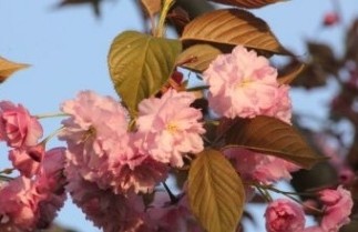 Afbeelding Japanse sierkers 'Kanzan' - Prunus serrulata 'Kanzan'