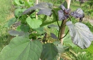 Afbeelding Groot bloemige trompetboom  - Catalpa speciosa