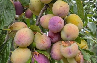 Afbeelding Pruim 'Victoria' - Prunus domestica 'Victoria'