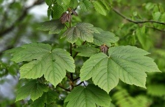 Afbeelding Gewone Esdoorn, spil - Acer pseudoplatanus