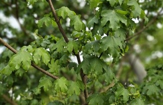 Afbeelding Veldesdoorn 'Elsrijk' - Acer campestre 'Elsrijk'