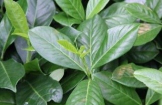 Afbeelding Laurierkers - Prunus laurocerasus 'Novita'