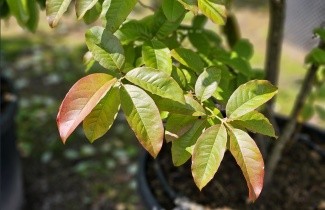 Afbeelding Zuurboom - Oxydendrum arboreum