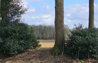 Afbeelding Scherpe Hulst - Ilex aquifolium