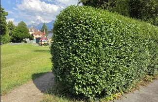 Afbeelding Haagliguster - Ligustrum ovalifolium