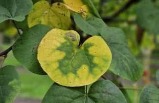 Afbeelding Judasboom - Cercis siliquastrum