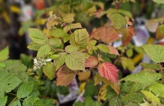 Afbeelding Herfstframboos 'Tulameen' - Rubus idaeus 'Tulameen'