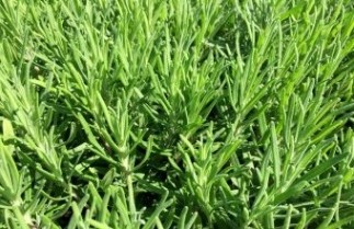 Afbeelding Lavendel 'Dwarf Blue' - Lavandula ang. 'Dwarf Blue'