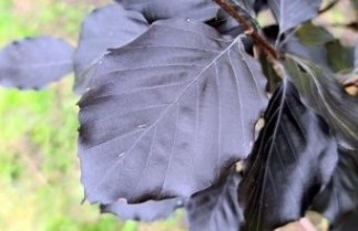 Afbeelding Rode Beuk 'Spaethiana' - Fagus sylvatica 'Spaethiana'
