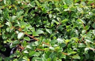 Afbeelding Dwergmispel Major  - Cotoneaster dammeri 'Major'