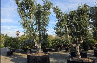 Afbeelding Kurkeik - Quercus suber