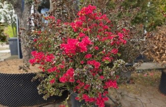 Afbeelding Karmijnrode Japanse Azalea 'Johanna Red' - Rhododendron (AJ) 'Johanna'