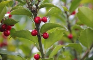 Afbeelding Blauwe Hulst - Ilex meserveae 'Blue Maid'