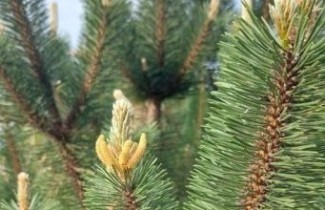 Afbeelding Oostenrijkse Den 'Robusta' - Pinus nigra subsp. nigra 'Robusta'