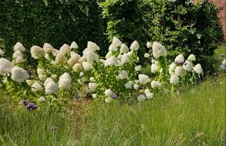 Afbeelding Pluimhortensia 'Limelight' - Hydrangea paniculata 'Limelight'