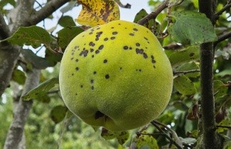Afbeelding Kweepeer - Cydonia oblonga 'Champion'