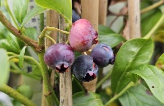 Afbeelding Blauwe bes 'Brigitta Blue' - Vaccinium corymbosum 'Brigitta Blue'