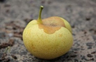 Afbeelding Nashi Peer "Nashii" - Pyrus pyrifolia 'Nashii'