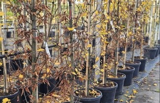 Afbeelding Zuilvormige haagbeuk - Carpinus betulus 'Lucas'