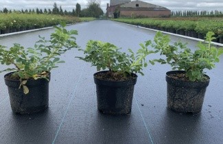 Afbeelding Bodembedekkende roos 'White Roadrunner' - Rosa 'White Roadrunner'