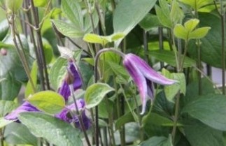Afbeelding Bosrank 'Blue Pirouette' - Clematis 'Blue Pirouette'