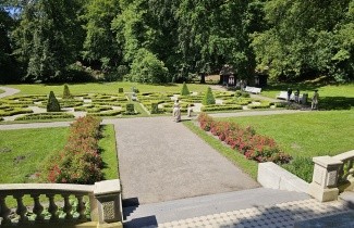 Afbeelding Palmboompje - Buxus sempervirens