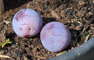 Afbeelding Pruim 'Reine Claude d'Althan' - Prunus domestica 'Reine Claude d'Althan'
