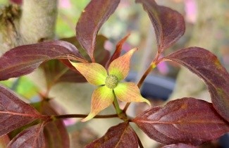 Afbeelding Japanse grootbloemige kornoelje 'Cappuccino' - Cornus kousa 'Cappuccino'