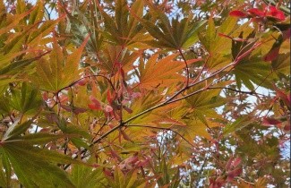 Afbeelding Japanse Esdoorn 'Masu-kagami' - Acer palmatum 'Masu-kagami'