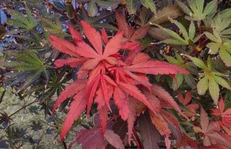 Afbeelding Japanse Esdoorn 'Skeeter's Broom' - Acer palmatum 'Skeeter's Broom'
