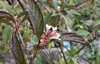 Afbeelding Winterbloeiende Sneeuwbal 'Charles Lamont' - Viburnum bodnantense 'Charles Lamont'