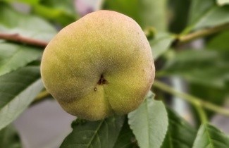 Afbeelding Perzik 'Saturne' - Prunus persica 'Saturne'
